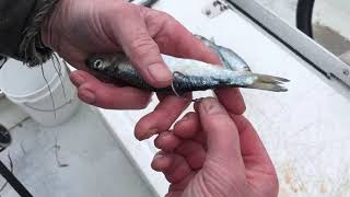 How to bait your hook using herring screenshot 5