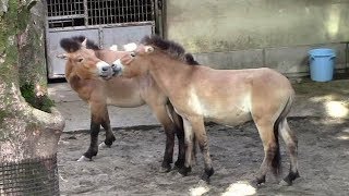 モウコノウマ「ハーン& ルーカス」(多摩動物公園)Przewalski's Wild Horse