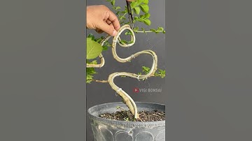 Simple Techniques for Shaping Trees