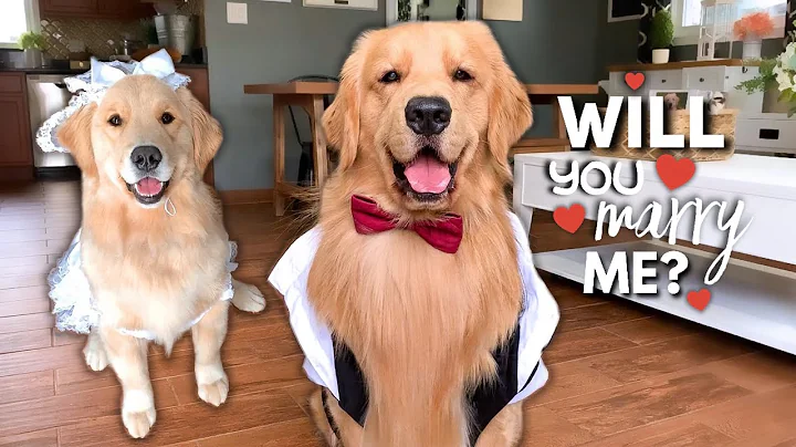 My Dog Gets Married?!