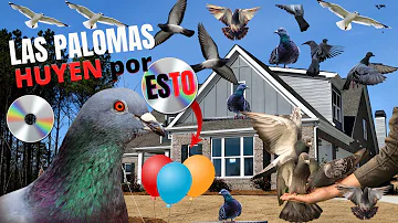 ¿Es cruel destruir un nido de palomas?