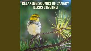 Download Lagu Relaxing Sounds of Canary Birds Singing Download Lagu Relaxing Sounds of Canary Birds Singing
