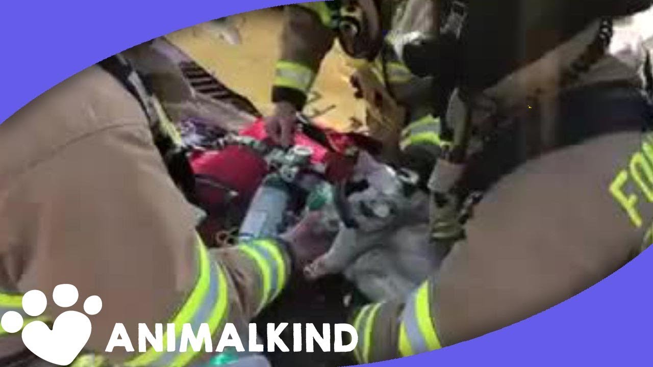 Firefighters use their tiniest oxygen mask in this rescue - YouTube