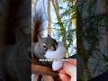 About squirrel #shorts #shortvideo #animals #squirrel #cute #pets