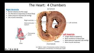 Chapter 20 The Heart Video 2