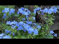 Successes and fails with container flowers and plants!