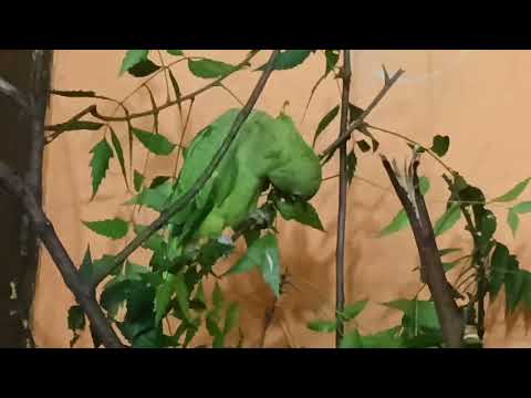 तोता की बातें जो दिल छू जाए 🦜🦜🦜