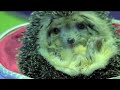 Fuzzy Fuzzy Cute Cute