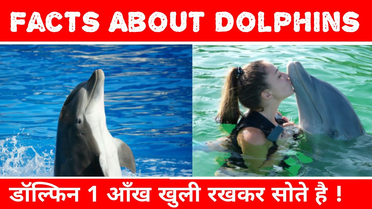 short essay on dolphin in hindi