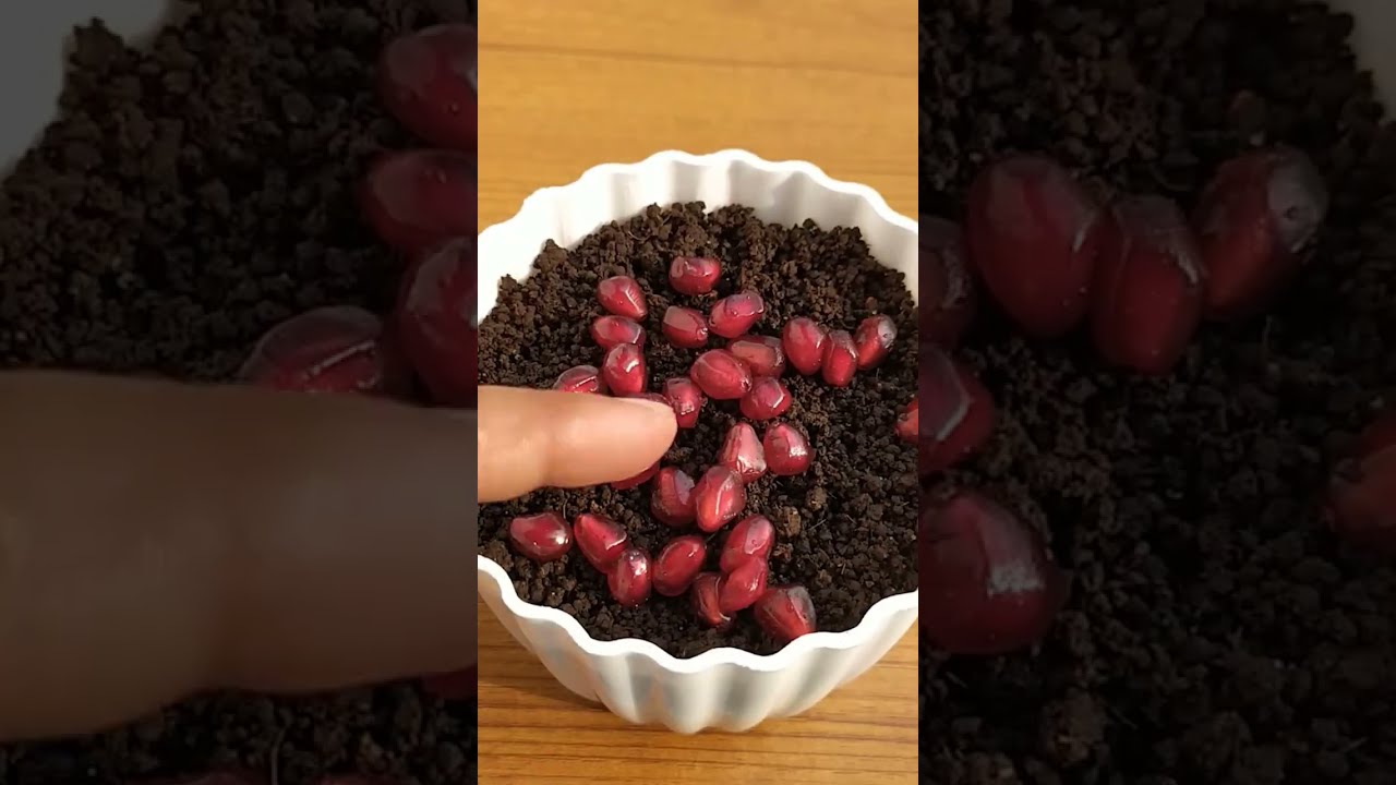 How To Grow Pomegranate Tree From Seeds At Home Growing Plant