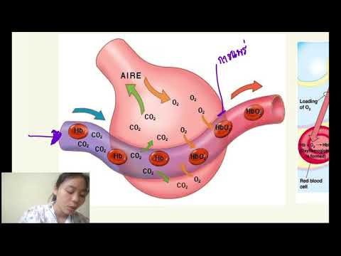 ระบบหายใจ respiratory system