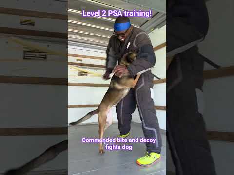 level two scenario break down #malinoismonday #k9 #malinois #dogcoach #dogshorts #shortvideo #dog