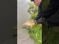 Carp release at wyre parks | #fishing #carp #carpfishing #wyreparks #fish #howto #howtofish