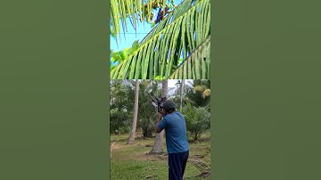 tupai pendiam #hunting