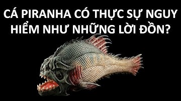 (#40)CÁ PINRANHA CÓ THỰC SỰ NGUY HIỂM NHƯ NHỮNG LỜI ĐỒN?