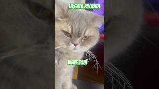Kiri . La gata pintora  #cat ,#pet ,#humor, #gatos, #gata ,#cats, #pets