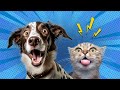 Funny &amp; Cute 😺 Cats and Dogs 🐶 + Upbeat Music &amp; Sounds