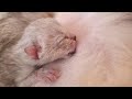 Мурлыканье мамы кошки когда ее новорожденный котенок кушает  😇 Так мило