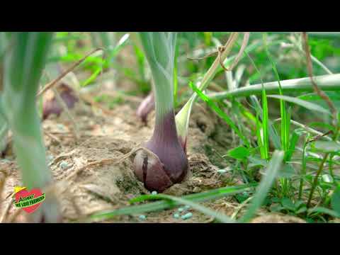 Video: Ano Ang Mga Tuluy-tuloy Na Herbicide