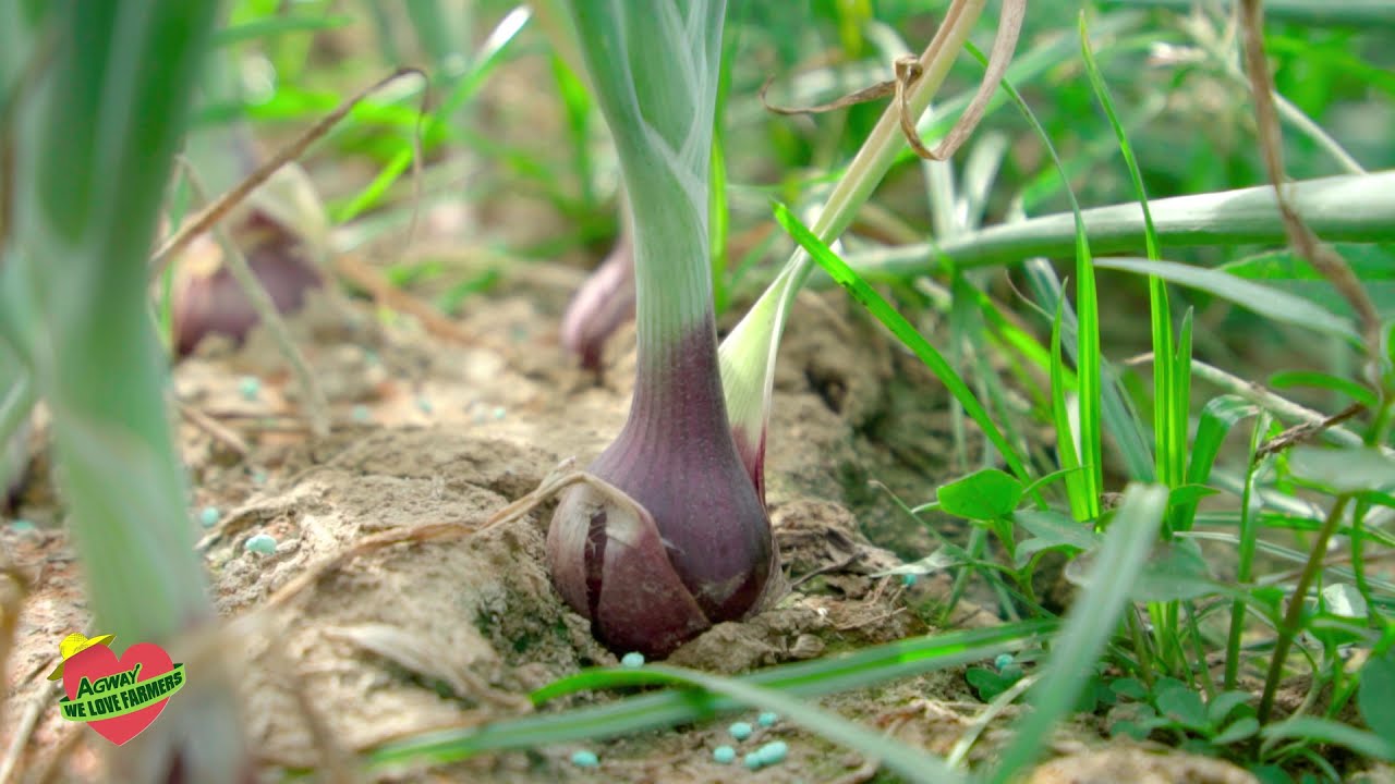 Ang Herbicide na Pwede sa Broad Leaves Crops! | AGROTECHNO FLUAZIFOP