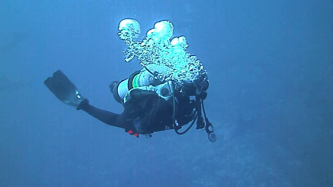 Drift diving Jupiter deep ledge with bull sharks. YouTube