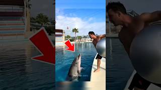 Playful Dolphin Shows Off Amazing Trick 