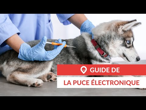 Vidéo: Comment suivre un numéro de chien à puce