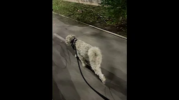 Simba On An Evening Walk 