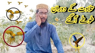 Qari Muhammad Naeem Barvi Telawt Quran - تلاوت کے دوران طوطے آگئے