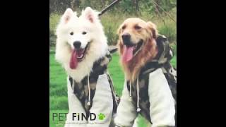 PET FiND 犬服　大型犬用　ブルゾン　crma-1219