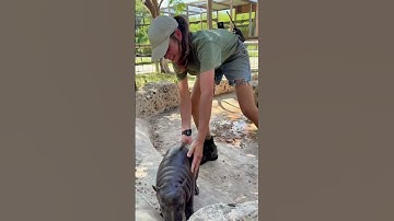 How to get a baby hippo out of the pool. #babyhippo #hippobaby #marsthehippo