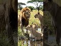 possessive lioness 😉😄#ai #lion #youtubeshort #funnyvideo