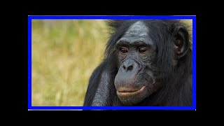Bonobos prefer bullies and jerks. why don't humans