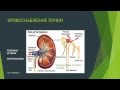 Мочевыделительная система. 1. Строение почек. Особенности кровоснабжения почек