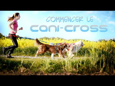 Vidéo: Comment apprendre à un chien à courir