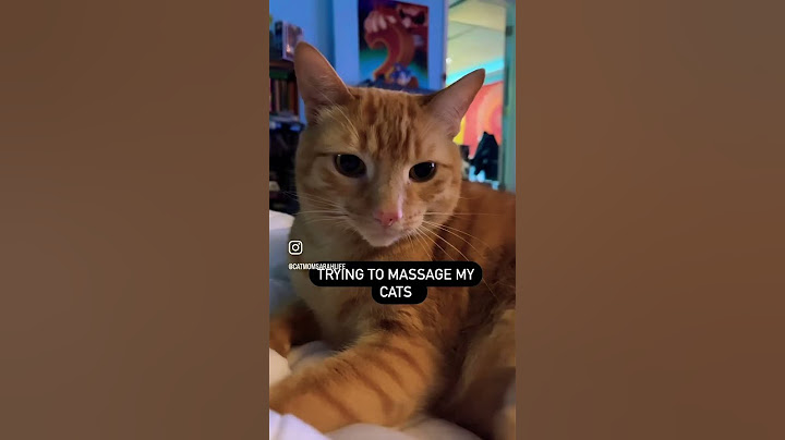 TRYING THE VIRAL MASSAGER ON MY CATS