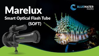 Marelux Smart Optical Flash Tube (SOFT) Snoot Review // A Revolutionary Macro Tool screenshot 3