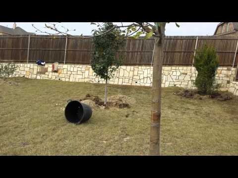 Tree planting in really bad soil