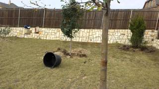 Tree planting in really bad soil