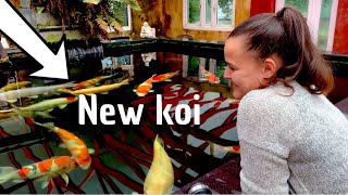 DIY KOI POND---NEW KOI A STUNNER OF A FISH***BREEDER MOMOTARO*** DIY KOI POND---NEW KOI A STUNNER OF A FISH***BREEDER MOMOTARO***