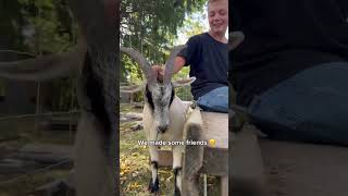 The most polite mountain goat ever  ￼