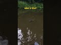 The GIANT MONSTER FISH in the POND!