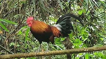 Qaib F2 Qua Tsuag Qua Zoo,Nyiam Nug Tau Nawb 14/12/2025.