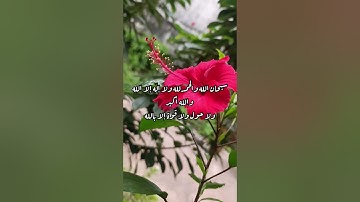 تلاوة خاشعة جميلة للقاري وديع اليمني/طبيعة وطيور( سبحان الله وبحمده سبحان الله العظيم )😢