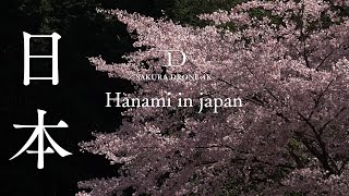 日本全国の美しい桜を1時間分無償公開 | Japanese Cherry Blossom Viewing