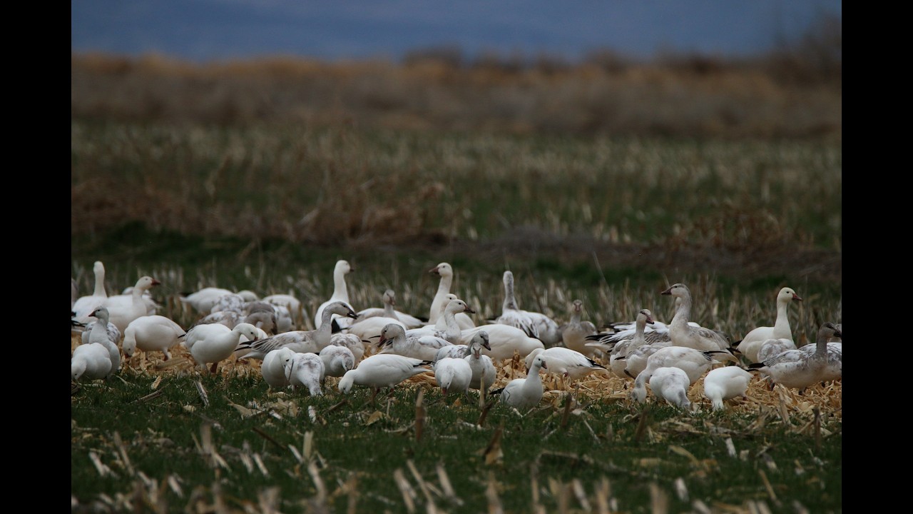 Birdwatching Snow Geese