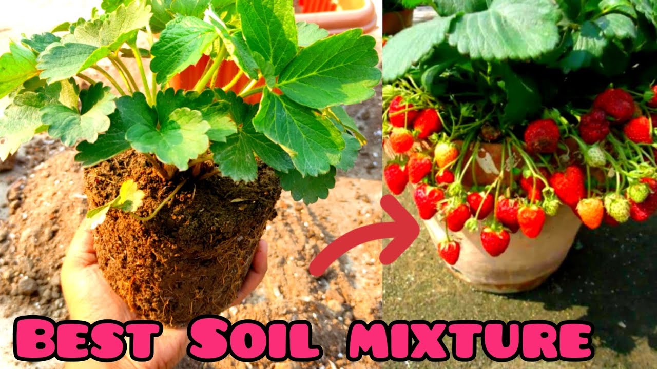 How to grow Strawberry | Best Soil preperation for Strawberry plant ...
