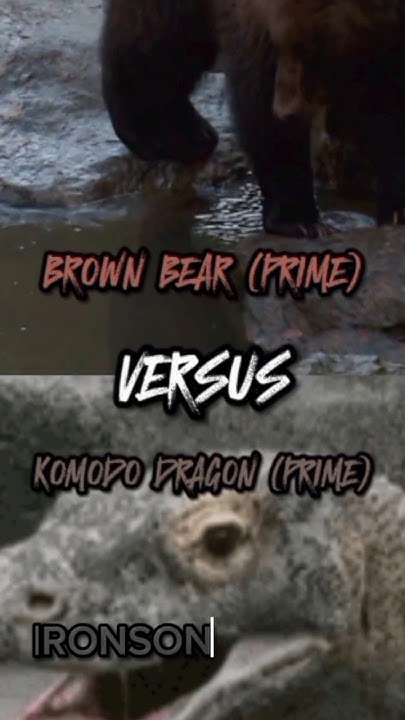 Brown Bear VS Komodo Dragon #animals #edit #debate #vsedit - YouTube