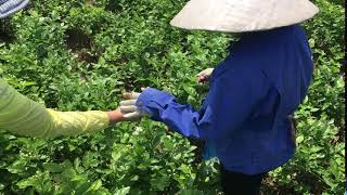 Picking Jasmine Buds - Dragonfly Tea