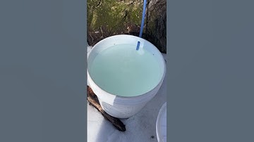 Maple Sap Flow